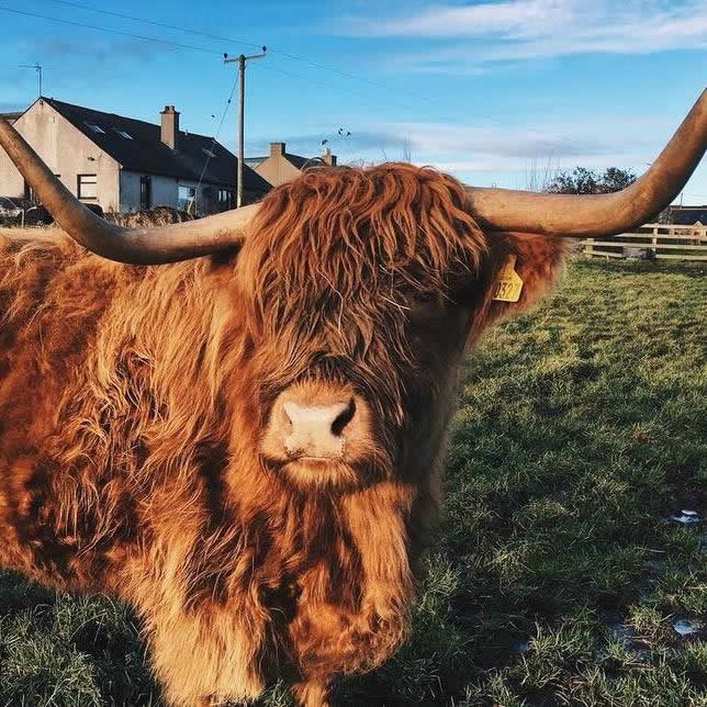 highland cow Meadows Vets