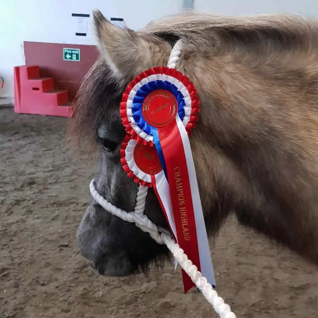 pony winning competition Aberdeenshire Meadows Vets