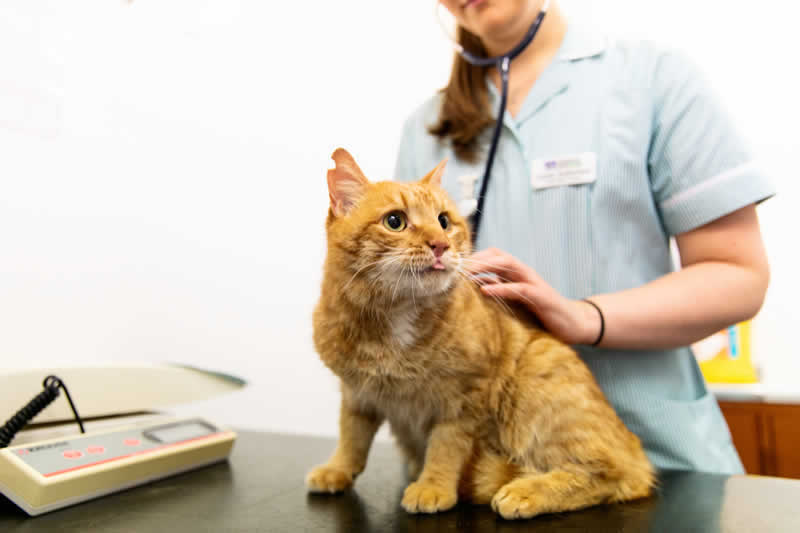 Cat and vet nurse at Meadows Vets