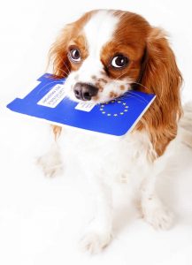 cavalier with pet passport in its mouth