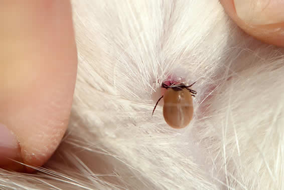 tick on dog's fur at Meadows Vets