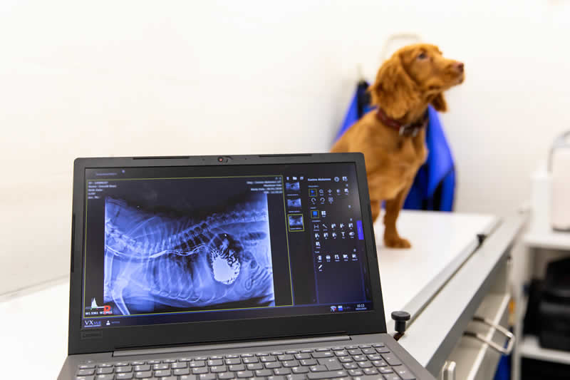 X-ray of dog at Meadows Vets