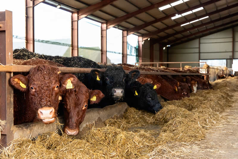 beef cattle meadows vets