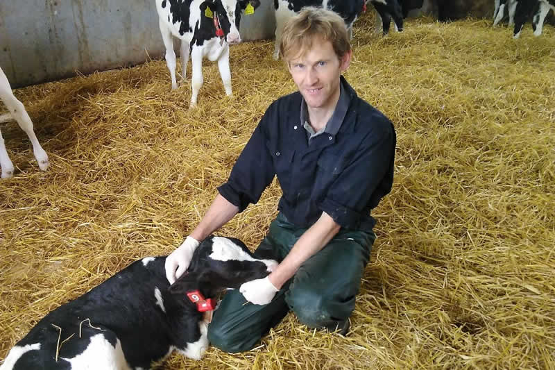 dairy calf with vet Graeme at Meadows Vets