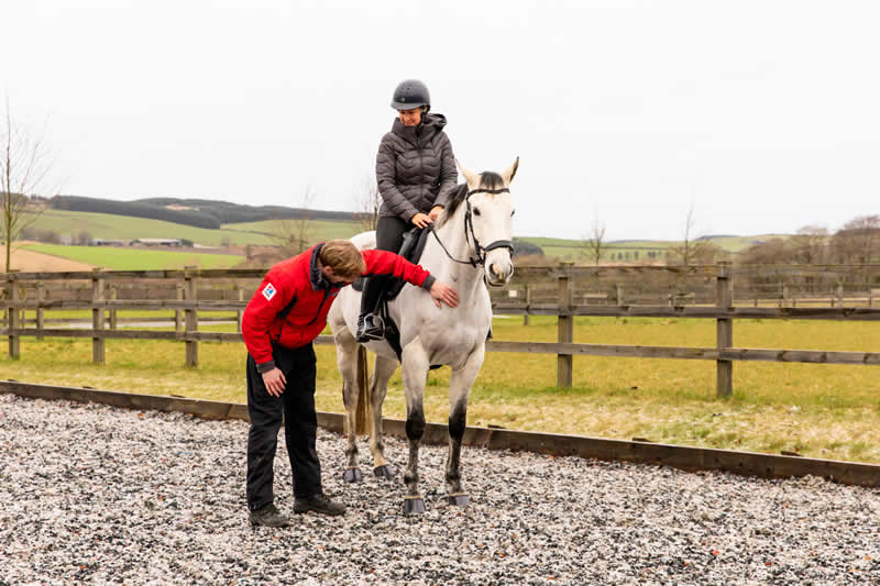 Horse vetting at Meadows vets