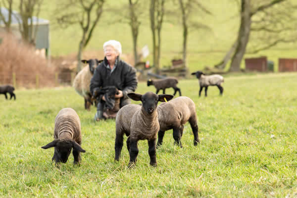 Lambs in field with farmer