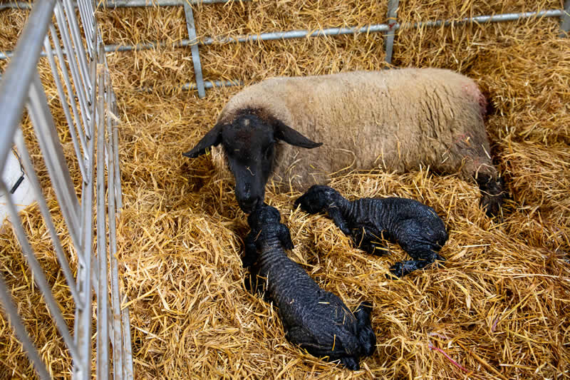 Sheep and 2 lambs Meadows Vets