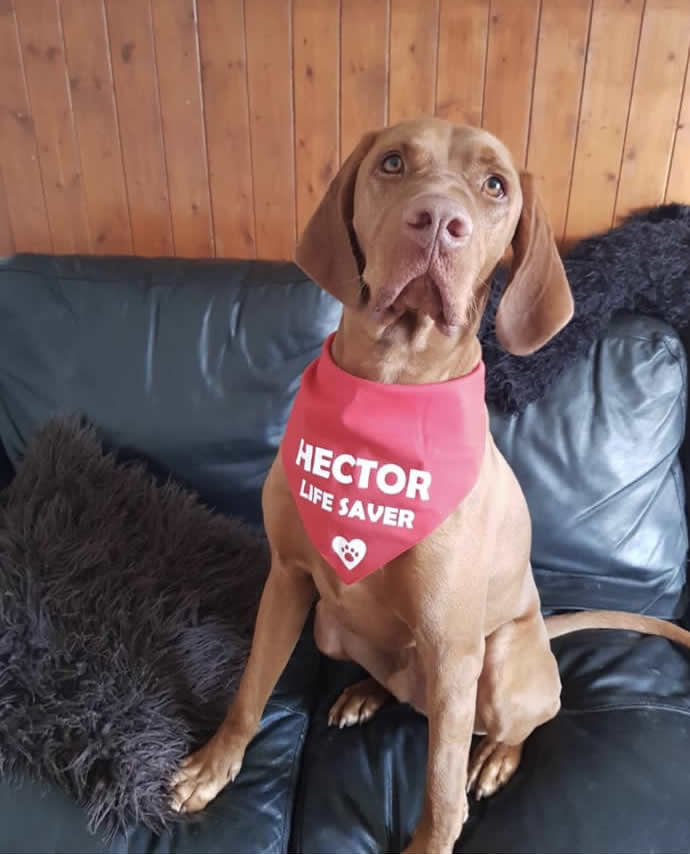 Hector blood donor dog at  Meadows Vets