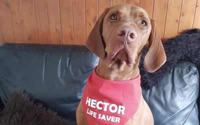 Canine Blood Donors Required