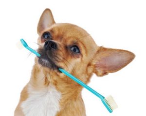chihuahua with toothbrush