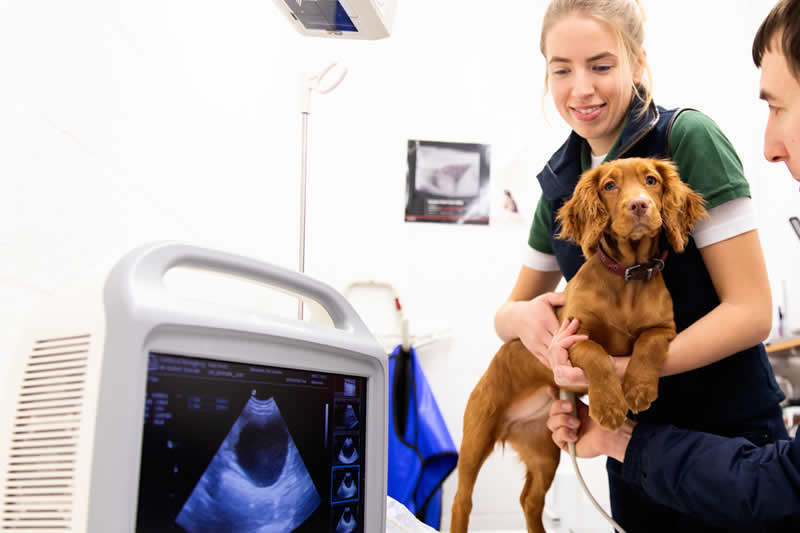 Ultrasonography on a dog at Meadows Vets