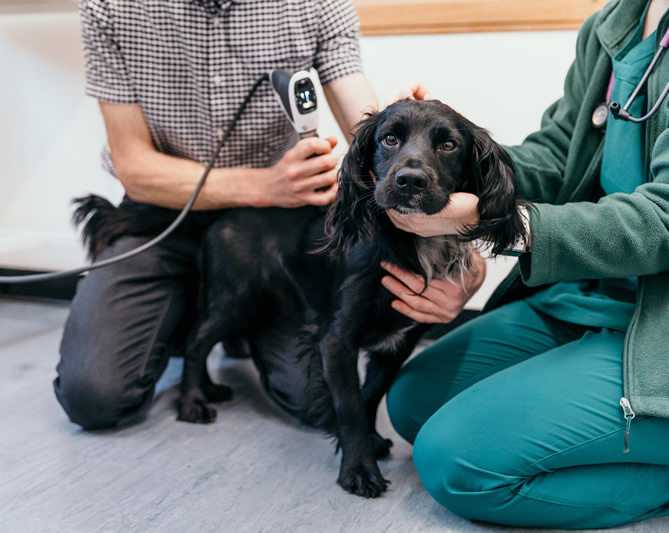 fracture repair in dog at Meadows vets